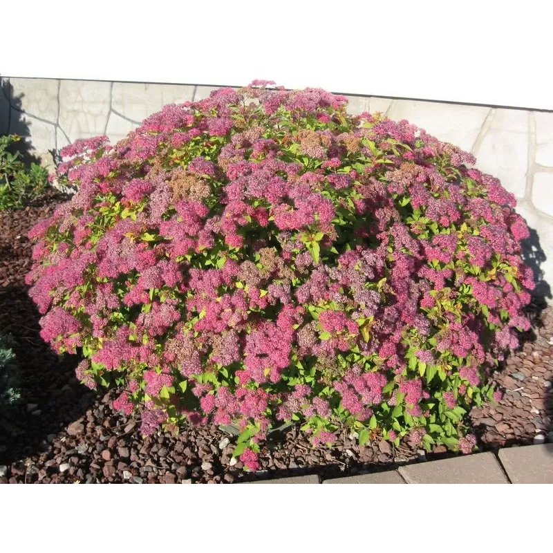 copy of Spiraea japonica LITTLE PRINCESS