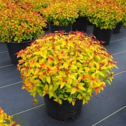 copy of Spiraea japonica LITTLE PRINCESS
