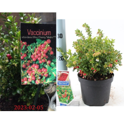 Bruknė - Vaccinium vitis-idaea MISS CHERRY