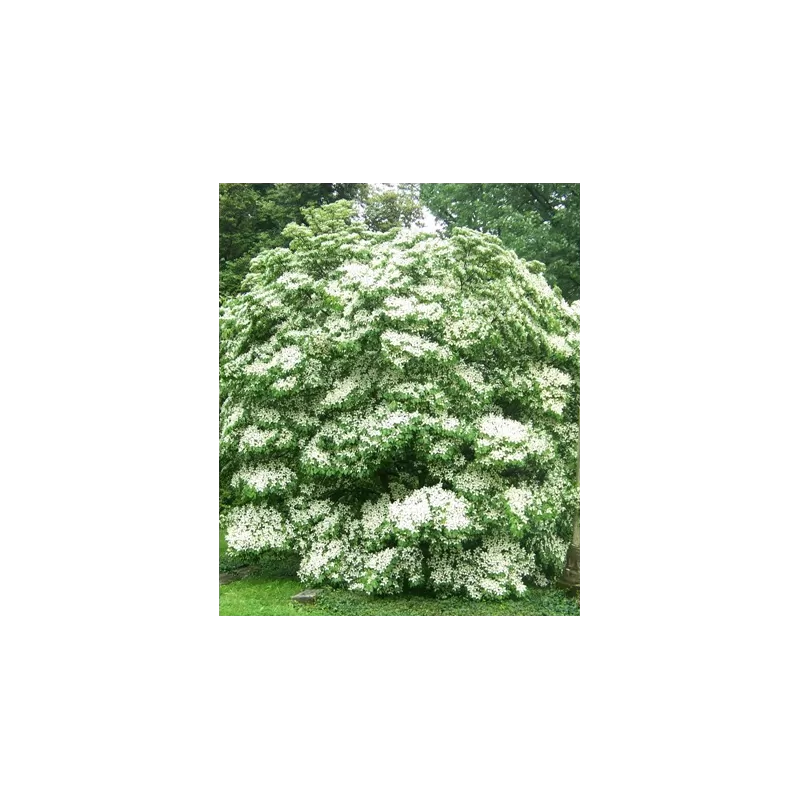 Dogwood - Cornus kousa MILKY WAY