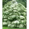 Dogwood - Cornus kousa MILKY WAY