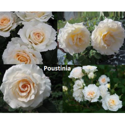 Rožių krūmai internetu su pristatymu į namus