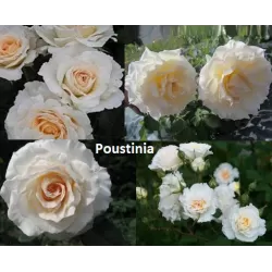 Rožė - Rosa POUSTINIA ®