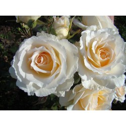 Rožė - Rosa POUSTINIA ®