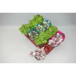 Lapinė begonija - Begonia REX MIX