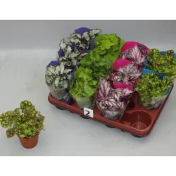 Lapinė begonija - Begonia REX MIX