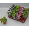Lapinė begonija - Begonia REX MIX