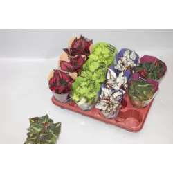 Lapinė begonija - Begonia REX MIX