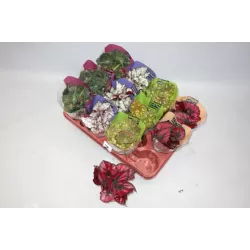 Lapinė begonija - Begonia REX MIX