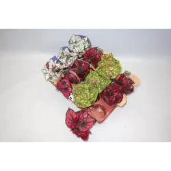 Lapinė begonija - Begonia REX MIX