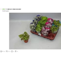 Lapinė begonija - Begonia REX MIX