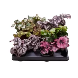 Lapinė begonija - Begonia REX MIX