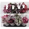Lapinė begonija - Begonia BELEAF MIX