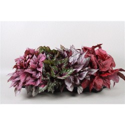 Lapinė begonija 8 augalų rinkinys - Begonia BeeLeaf/ Magic...