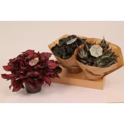 Lapinė begonija - Begonia BELEAF MIX
