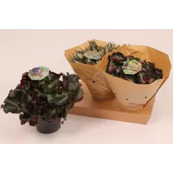 Lapinė begonija - Begonia BELEAF MIX
