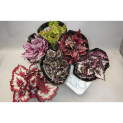 Lapinė begonija - Begonia MAGIC COLOURS MIX