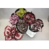Lapinė begonija - Begonia MAGIC COLOURS MIX