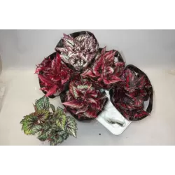 Lapinė begonija - Begonia MAGIC COLOURS MIX