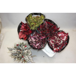 Lapinė begonija - Begonia MAGIC COLOURS MIX