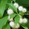 Vakarinis galvožis - Cephalanthus occidentalis