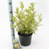 Vakarinis galvožis - Cephalanthus occidentalis