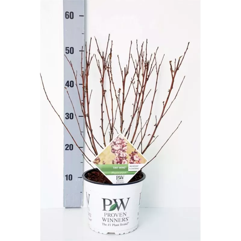 Pūslenis - Physocarpus opulifolius TINY WINE GOLD