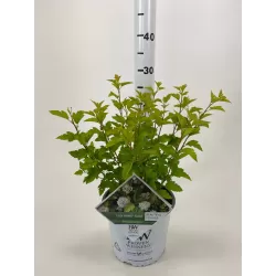 copy of Physocarpus op. Tiny Wine Gold® P9 20/+ CM JAUNAS AUGALAS (2 METAI) Proven Winner®-