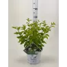 copy of Physocarpus op. Tiny Wine Gold® P9 20/+ CM JAUNAS AUGALAS (2 METAI) Proven Winner®-