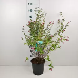 Dorenboso meškyčių White Hedge sodinukai su pristatymu į namus