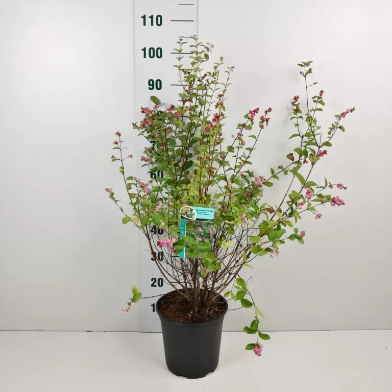 Dorenboso meškyčių White Hedge sodinukai su pristatymu į namus