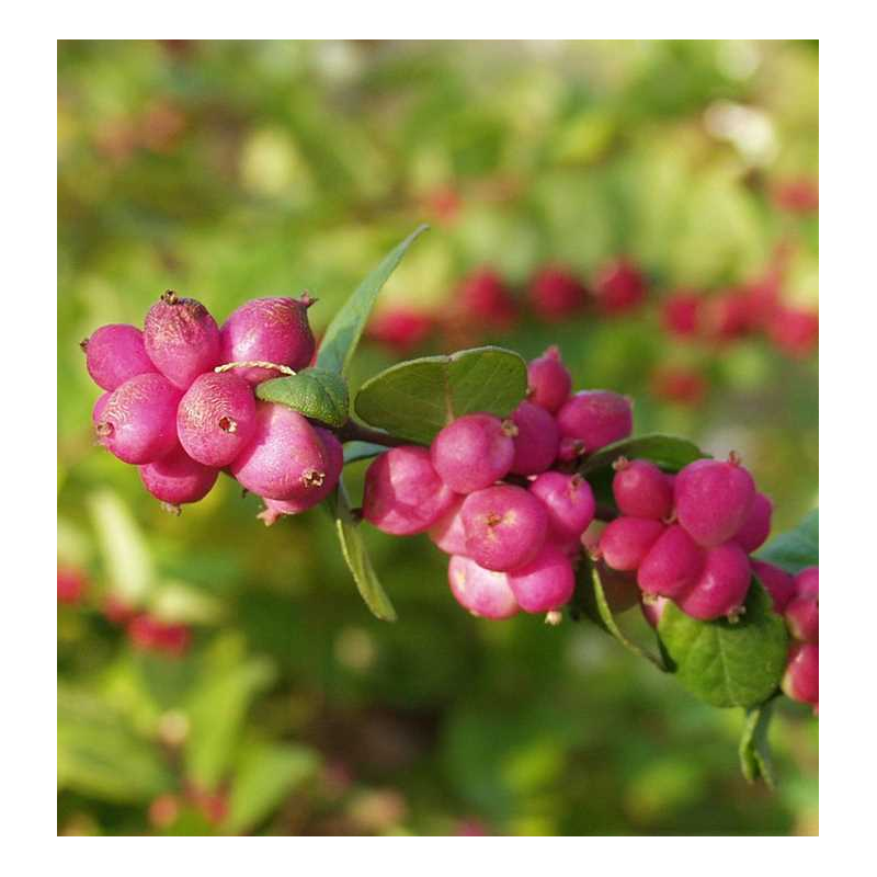 Dorenboso meškyčių White Hedge sodinukai su pristatymu į namus
