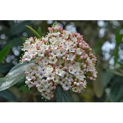 Išankstinis augalų užsakymas internetu