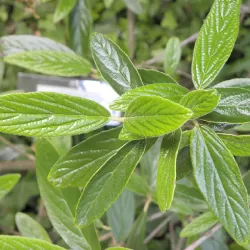 Prahos putinas - Viburnum Pragense