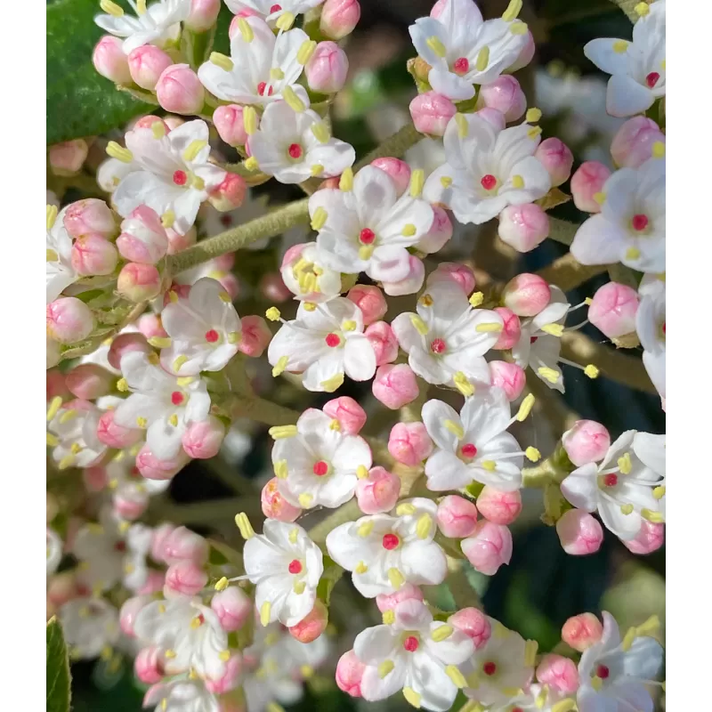 Prahos putinas - Viburnum Pragense
