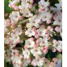 Prahos putinas - Viburnum Pragense