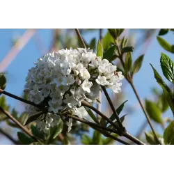 Prahos putinas - Viburnum Pragense