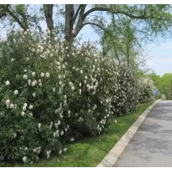 Prahos putinas - Viburnum Pragense