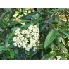 Prahos putinas - Viburnum Pragense