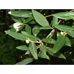 Prahos putinas - Viburnum Pragense