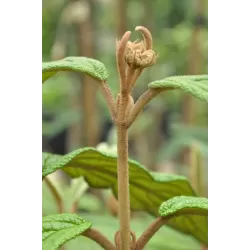 Išankstinis augalų užsakymas internetu