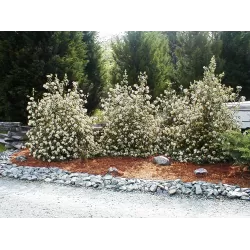 Prahos putinas - Viburnum Pragense