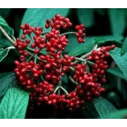 Išankstinis augalų užsakymas internetu