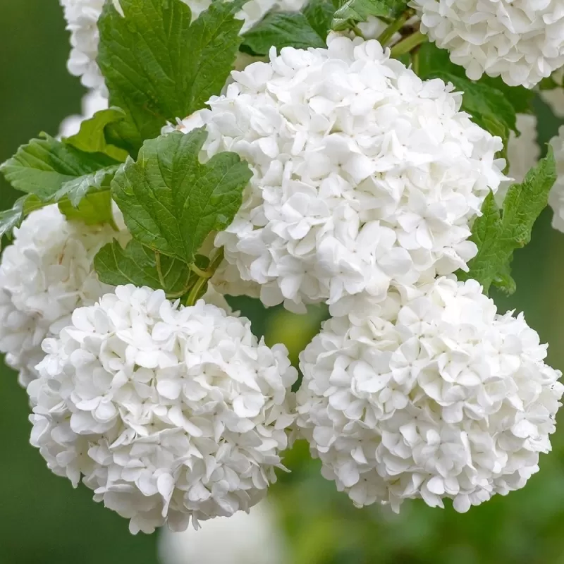 Viburnum opulus ROSEUM
