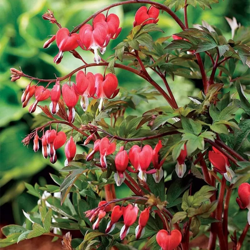 Auskarėliai - Dicentra VALENTINE