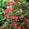 Auskarėliai - Dicentra VALENTINE