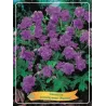 Snaputis - Geranium himalayense PLENUM
