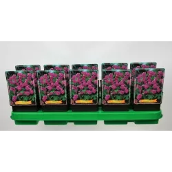 Snaputis - Geranium himalayense PLENUM