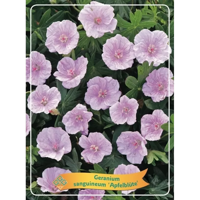 Snaputis - Geranium sanguineum APFELBLUTE
