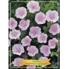 Geranium Max Frei P11 PURPLE